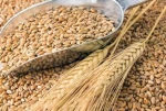 Agriculture * Agricultural Products * Grains & Cereals * Barley