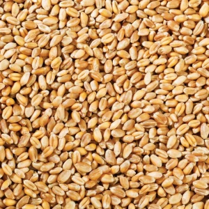 Wholesale Non GMO  Wheat Grain For Sale