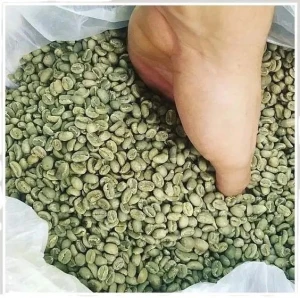 Bulk Arabica Coffee Beans – Premium Kenya Harvest for Export
