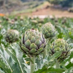 Premium Tunisian Artichokes — Fresh from the Mediterranean