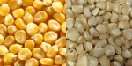 WHITE AND YELLOW CORN, MAIZE WHOLE KERNEL