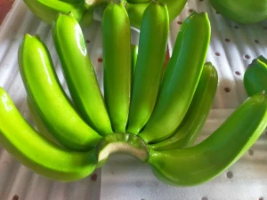 Cavendish Banana Export