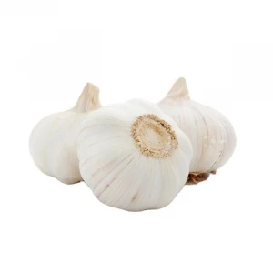 Fresh  garlic