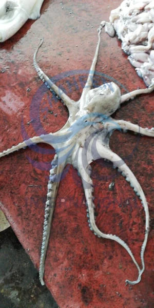 Octopus