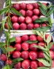 nectarine