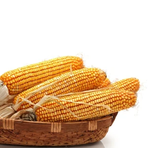 In Bulk Quantity Yellow Corn Natural Dried Gluten Free Corn Manufacturer Exporter