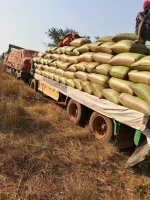 Maize