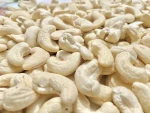 Freshly Packed W320 and W240 Cashew Nuts from the Farm cashew nuts w320 w240