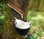 Natural Rubber