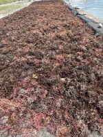 Cottonii seaweed