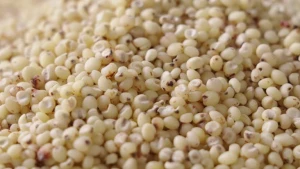 Sorghum