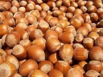 Premium Quality Hazelnuts