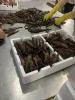 Frozen Shrimp Cheapest Price Shrimp Direct From Factory - High Quality Fresh Shrimp