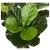 Import 110cm Popular Design Fiddle Leaf Plant For Sale Y8515-60-4-1PS from China