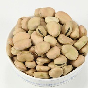 2020  crop Dry Dried bulk Broad Fava Beans price