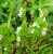 Import 500g forage grass Euphrasia pectinata Ten seeds for planting from China