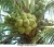 Import 800G 5.5Brix content Fresh Fruit Green Young CUTTING Coconut from China