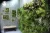 Import Artificial plants outdoor green wall , foliage wall decoration , fern wall decore plastic plant from China