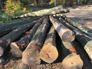 Beech logs, sawing grade
