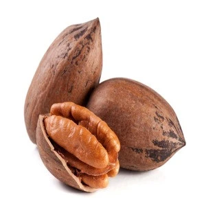 Best price top grade healthy food nutrition pecan nut with shell