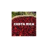 best quality Costa Rica SHB Tarrazu Green Coffee