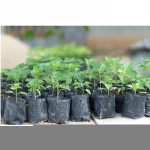 biodegradable seedling bags emballage bolsas plasticas ellesse plant grow bags hdpe garden grow bags