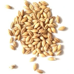 Certified Grain Barley for malt / Barley feed / Barley Grain