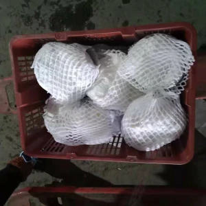 China export fresh cauliflower for wholesale