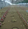 China supplier animal husbandry poultry feeders drinkers for broiler chicken