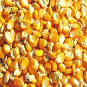 Corn for animal feeding