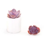 cute cheap real succulent plants new Echeveria Perle von Nurnberg  for indoor home decoration
