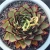 Import Echeveria agavoides ebony popular natural plants with red edge real succulents ornamental plants live from China