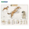 Educational Plastic 3D Medical Anatomical Wall Chart /Poster  - Canine Skeletal Anatomy