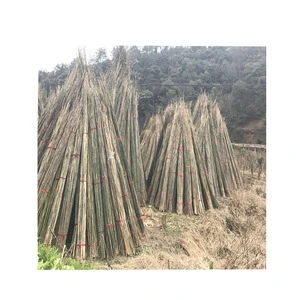 FD-Tonkin bamboo cane in bamboo raw material for support