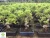 Import Ficus microcarpa S bonsai from China