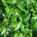 Free sample Green tea Extract Polyphenols 20%-98% camellia sinensis Leaf extract powder