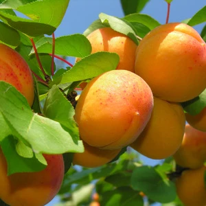 Fresh Canned Apricot in Ukraine Cheap Price