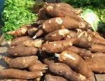 Fresh Cassava,FRESH CASSAVA TUBERS and SWEET TAPIOCA FRESH CASSAVA for sale