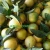 Import Fresh Citrus Fruits, Juicy Oranges from Vietnam