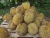 Import FRESH DURIAN - HIGH QUALITY VS COMPETITIVE PRICE/FROZEN DURIAN from Thailand