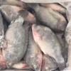 fresh frozen nile tilapia fish buyer from Africa