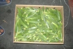 Fresh green okra high quality Grade A