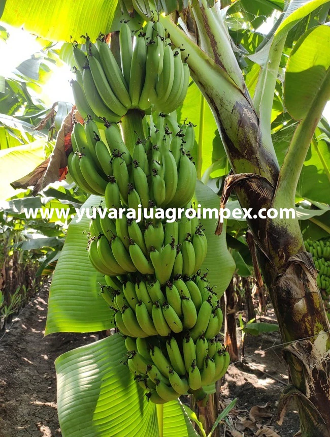 Fresh Long Green Cavendish Banana Exporters In India