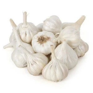 Fresh Normal White Garlic / Thailand Garlic / Big Size Garlic