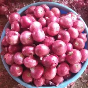 Fresh Onion Red Onion / Gold Onion , High Quality