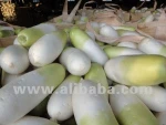 Fresh Radish