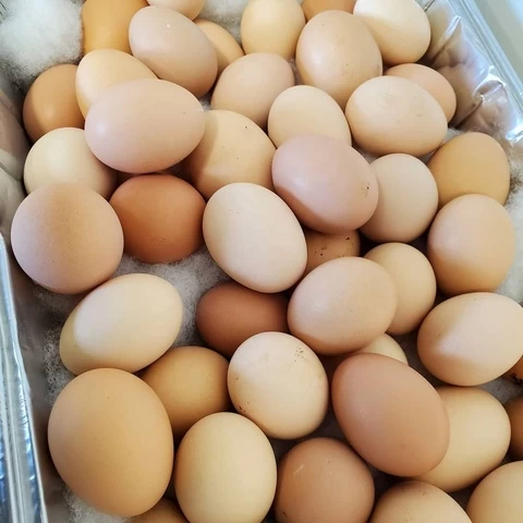 Fresh table eggs, Chicken Eggs Ostrich Eggs, Chicken Eggs