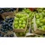 Import Fresh Thompsons Grapes Best Quality from India
