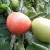 Import Fresh tomatoes will be available in a variety of specifications and packaging from China