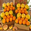 Fresh Valencia Orange Fruits For sale, Cheap Oranges For Sale